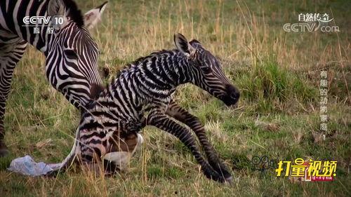 斑马视频,视频揭秘斑马生活与习性
