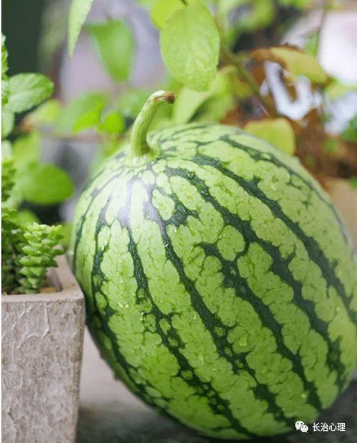 吃瓜现象,揭秘网络时代的围观文化现象